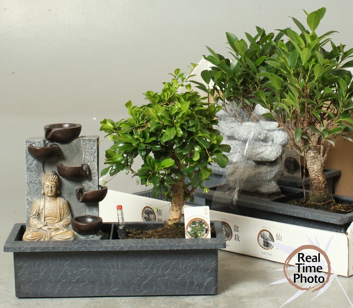 <h4>BONSAI GEM</h4>
