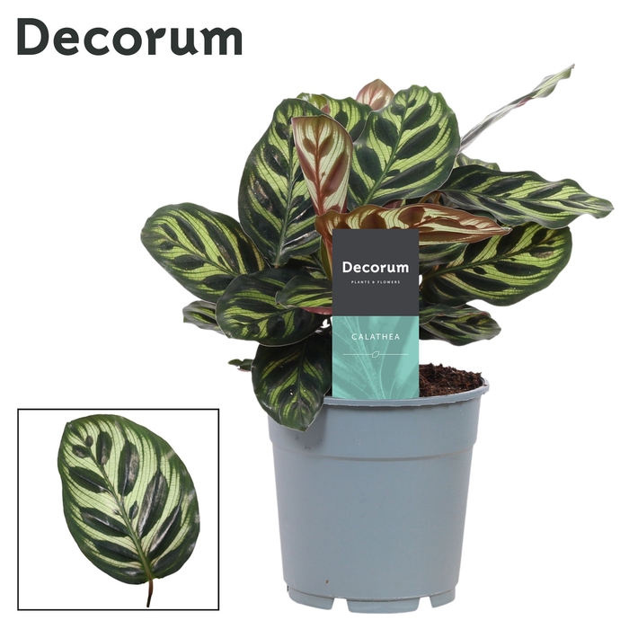 <h4>Calathea Makoyana (Decorum)</h4>