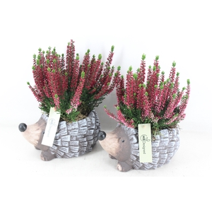 arr4 Outdoor MB - Ker. egel x6