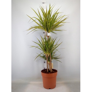 Dracaena marg. 'Sunray'