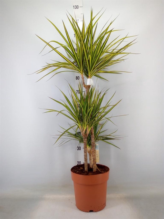 <h4>Dracaena marg. 'Sunray'</h4>