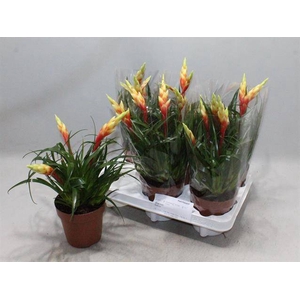 Vriesea Shannon 12Ø 35cm