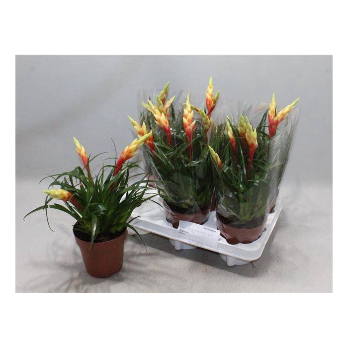 <h4>Vriesea Shannon 12Ø 35cm</h4>