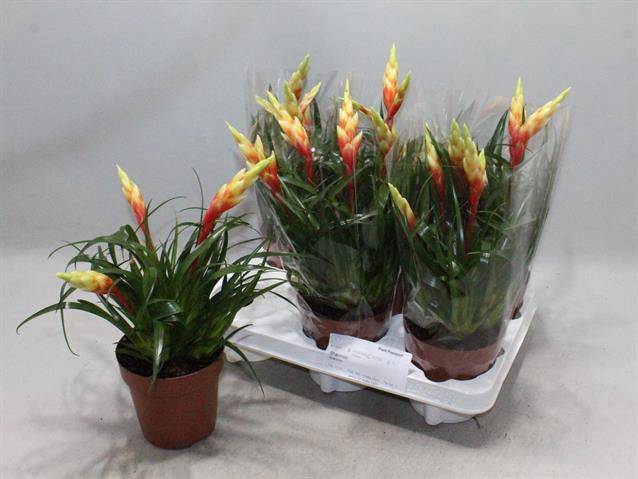 Vriesea Shannon 12Ø 35cm