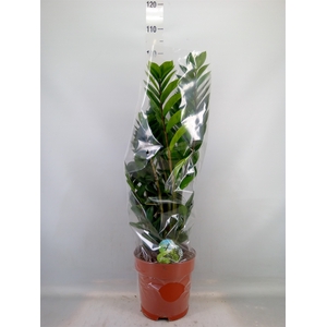 Zamioculcas zamiifolia