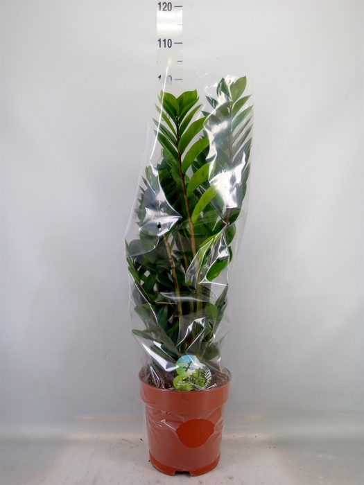 <h4>Zamioculcas zamiifolia</h4>