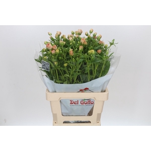 Ran Butterfly Hestia