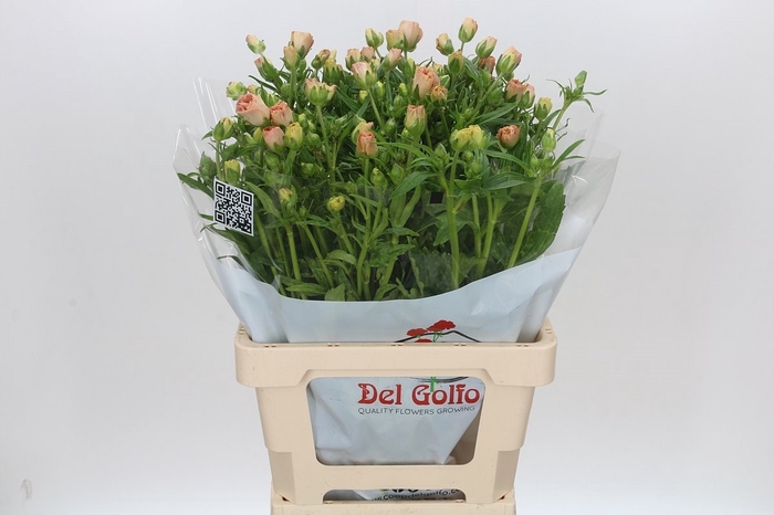 <h4>Ran Butterfly Hestia</h4>