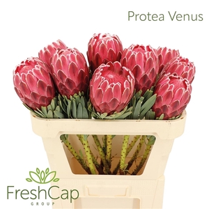 Protea Venus