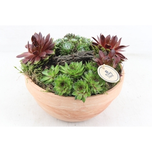 arr4 Semp PL - Terra bowl L 402/2
