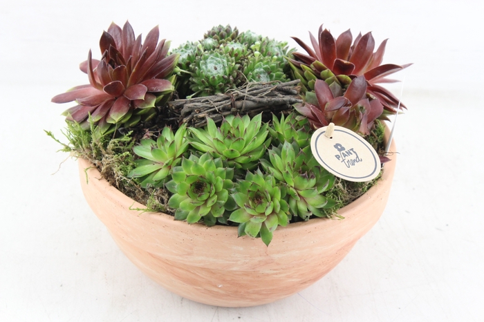 <h4>arr4 Semp PL - Terra bowl L 402/2</h4>