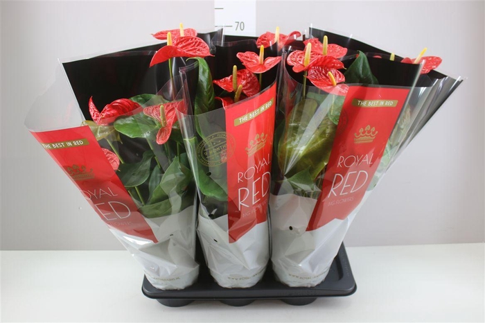 <h4>Anth An Madural</h4>