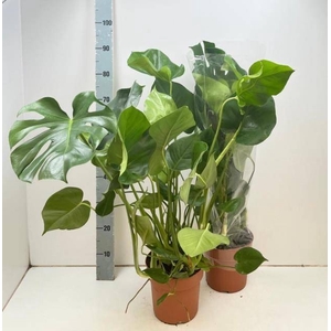 MONSTERA DELICIOSA