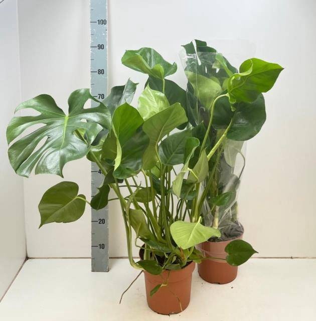 <h4>MONSTERA DELICIOSA</h4>