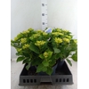 Hydrangea mac.