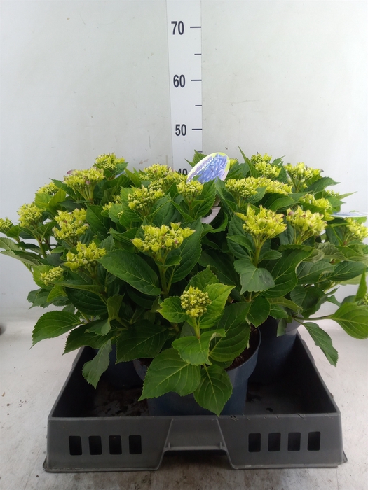 Hydrangea mac.