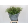 Panicum Fountain
