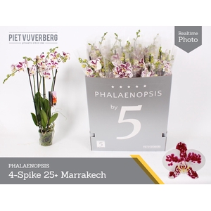 Phal Ov Wit