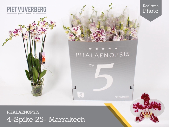 <h4>Phal Ov Wit</h4>