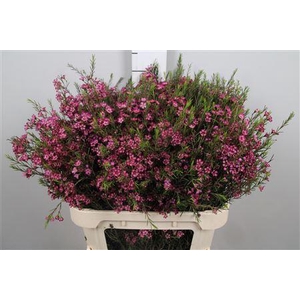 Chame Un Purple Prid