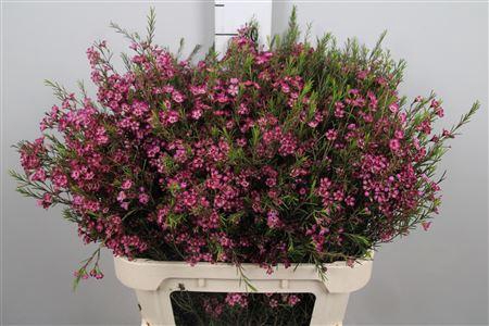 <h4>Chame Un Purple Prid</h4>