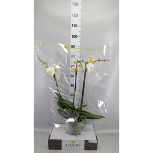 Phalaenopsis   ...white