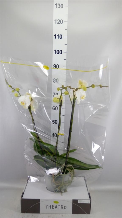 <h4>Phalaenopsis   ...white</h4>