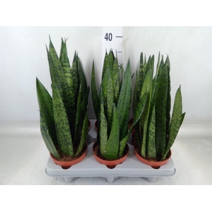 Sansevieria zeylanica