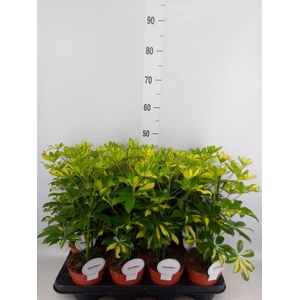 Schefflera arbor. 'Gerda'
