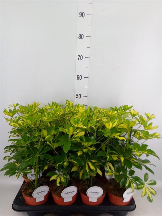 <h4>Schefflera arbor. 'Gerda'</h4>