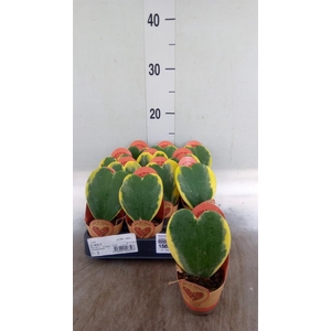 Hoya kerrii