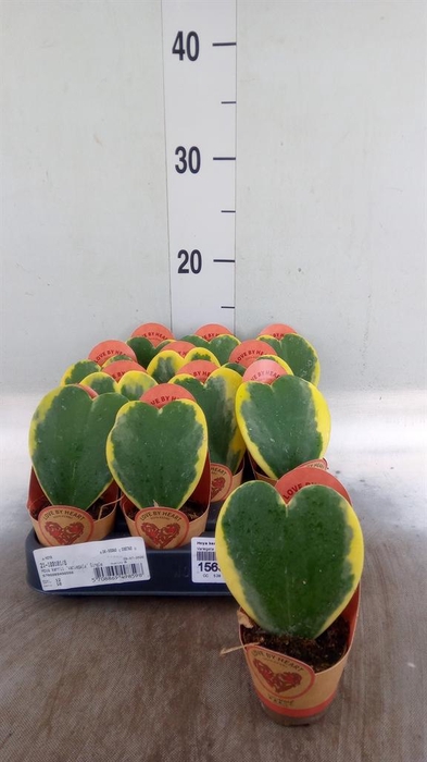 <h4>Hoya kerrii</h4>