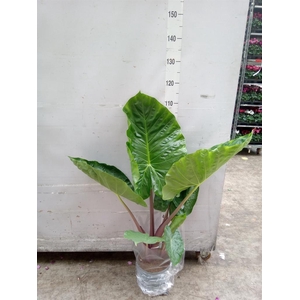 Alocasia   ...