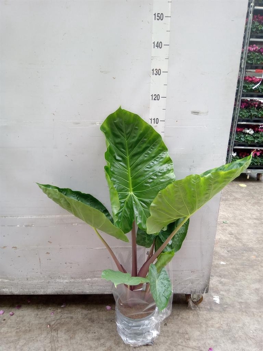 <h4>Alocasia ...</h4>