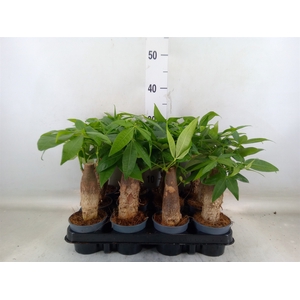 Pachira aquatica
