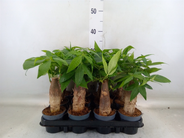 <h4>Pachira aquatica</h4>