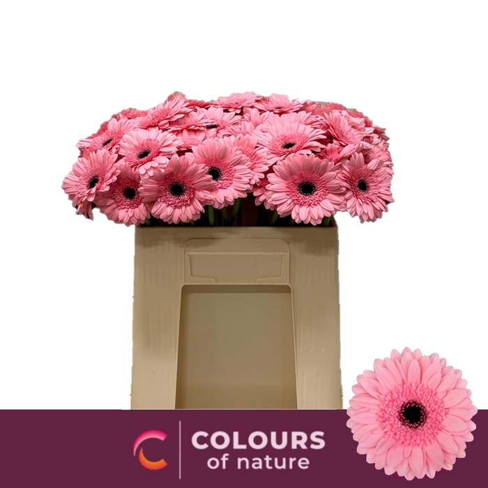 <h4>GE MI MAEVE</h4>