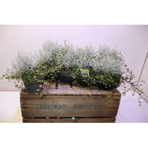 Leucoph Challenge + Muehlenbeckia
