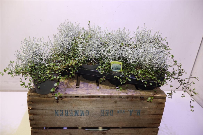 <h4>Leucoph Challenge + Muehlenbeckia</h4>