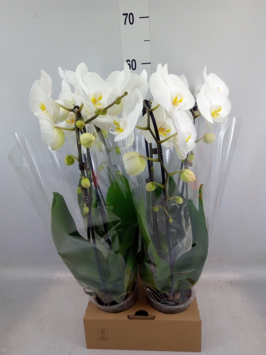 <h4>Phalaenopsis  'Elegant Cascade'</h4>