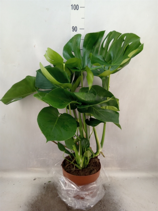 <h4>Monstera delic.</h4>