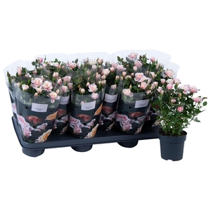 Nolina Roses Ø 10,5 cm. Piia st. 1-2