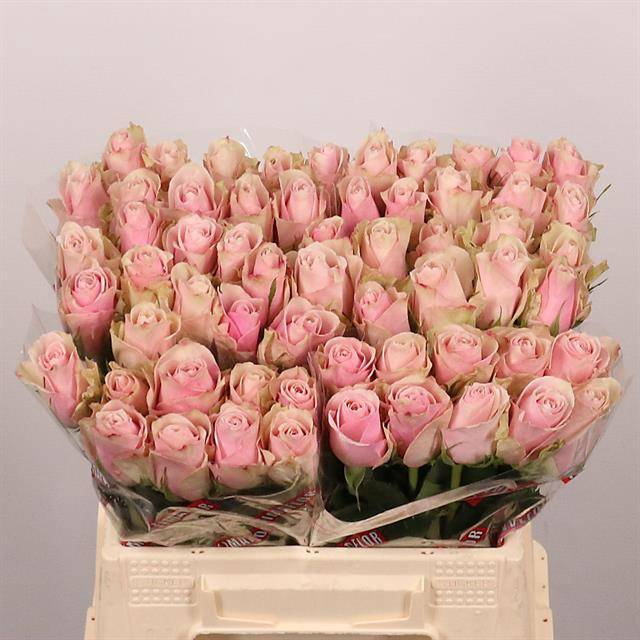 <h4>R Gr Pink Athena Extra Tima</h4>