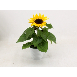 HELI SUNSATION