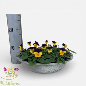 VIO CO SOR XP ORA JU