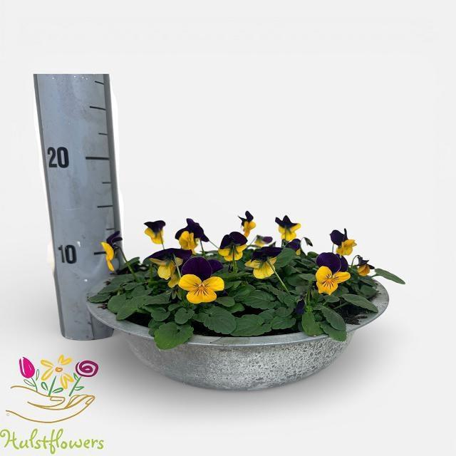 <h4>VIO CO SOR XP ORA JU</h4>