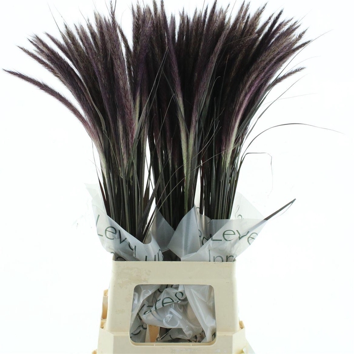 <h4>Penni Ad Rubrum</h4>