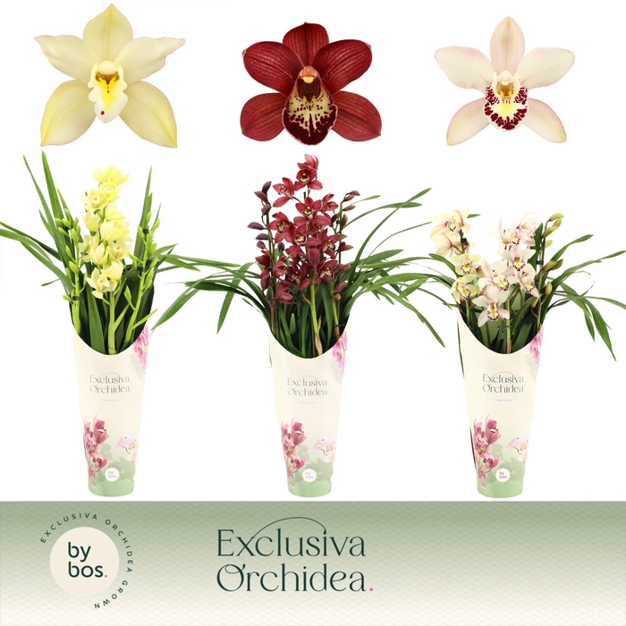 <h4>Cymbidium, Mix 3-spike P14 'Exclusiva Orchidea' Potcover</h4>