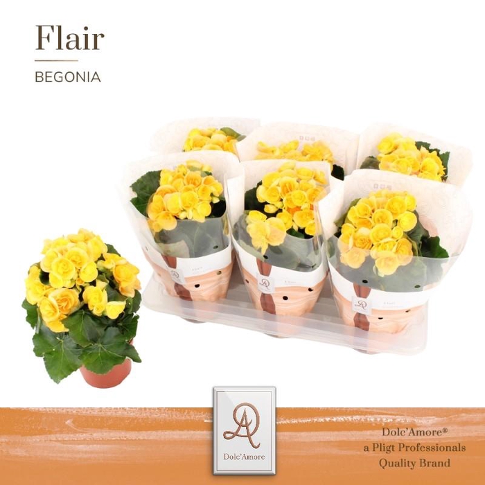 Begonia Elatior geel Nadine, beperkt leverbaar