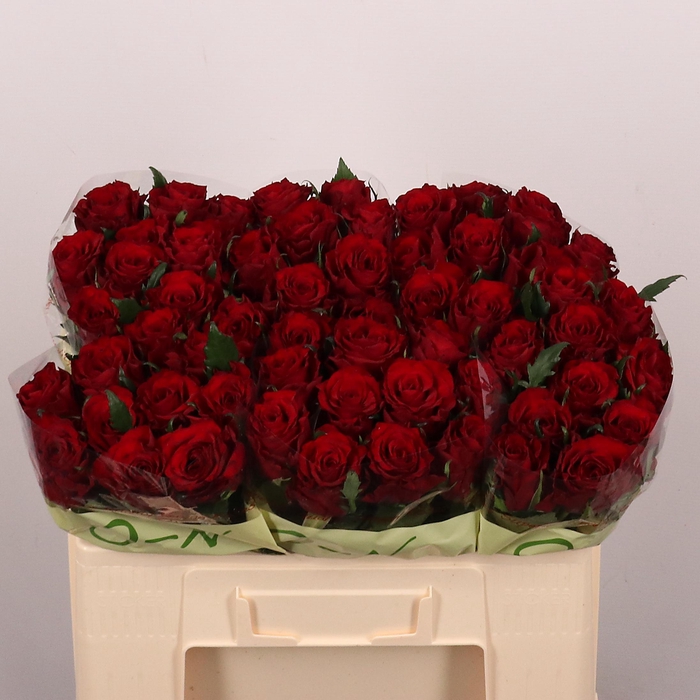 <h4>R GR RED AMAROK</h4>